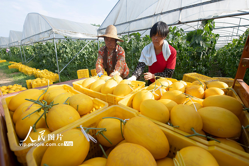 حصاد وافر من الشمام العسلي بمقاطعة قوانغشي هذا العام