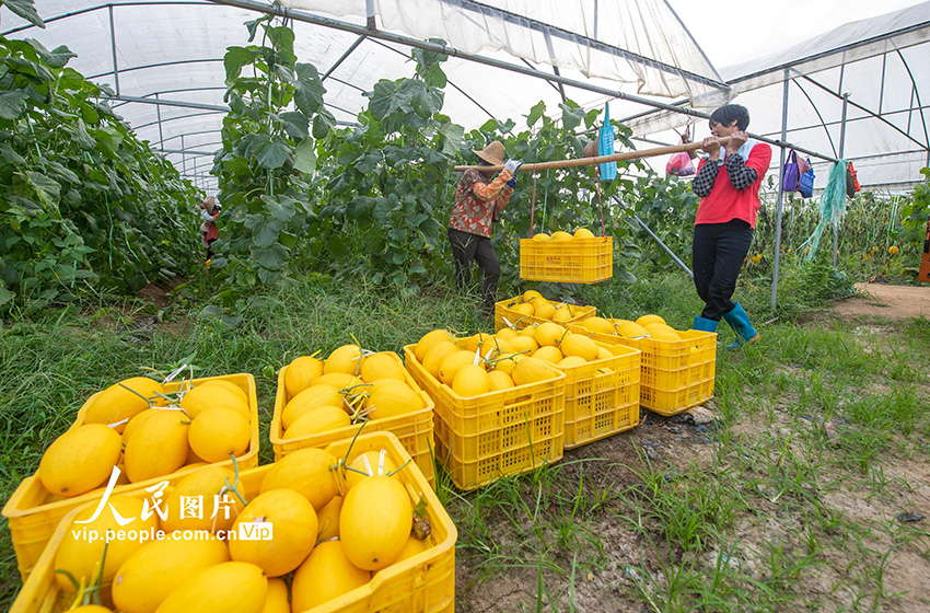 حصاد وافر من الشمام العسلي بمقاطعة قوانغشي هذا العام
