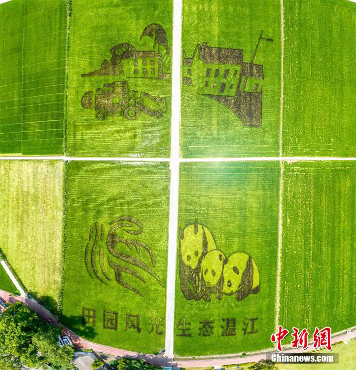 حقول الأرز في تشنغدو تتزين بلوحات الباندا