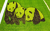 حقول الأرز في تشنغدو تتزين بلوحات الباندا