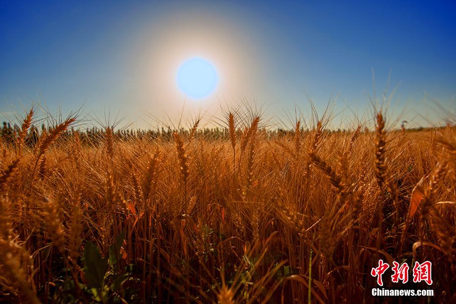 شينجيانغ تدخل ذروة موسم الحصاد