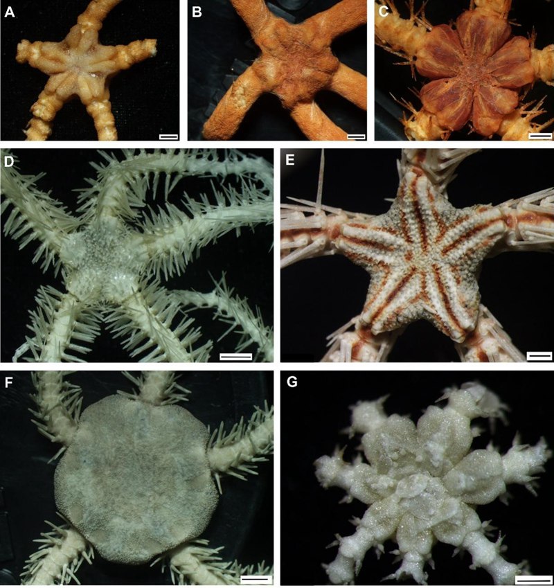 اكتشاف انواع جديدة من الحياة البحرية في بحر الصين الجنوبي وشمال غرب المحيط الهادئ