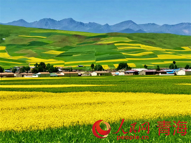 زهور الكانولا تتفتح في أراضي تشينغهاي غرب الصين