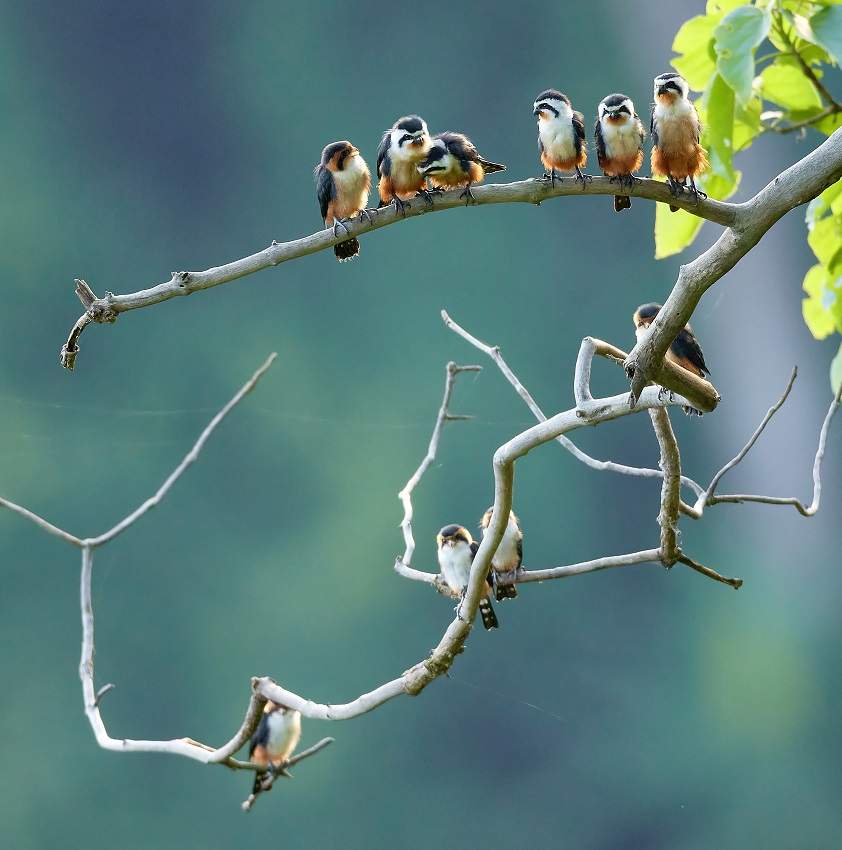 تسجل رقمًا قياسيًا جديدًا.. أعداد غير مسبوقة من أصغر الطيور الجارحة في العالم تظهر في يوننان