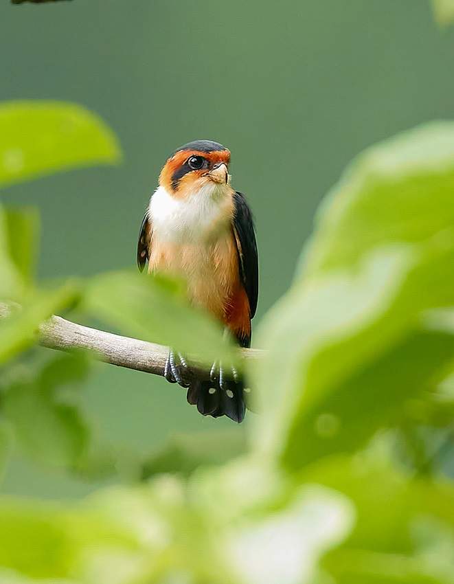 تسجل رقمًا قياسيًا جديدًا.. أعداد غير مسبوقة من أصغر الطيور الجارحة في العالم تظهر في يوننان