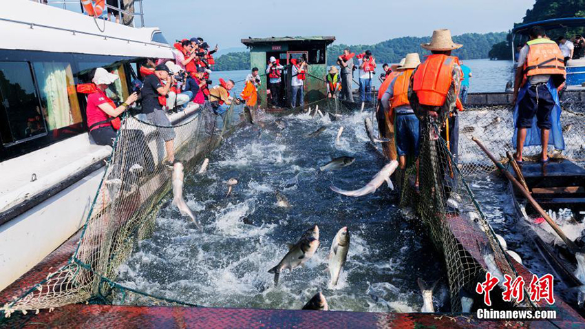 انطلاق موسم صيد الأسماك بالشبكة في بحيرة تشيانيو