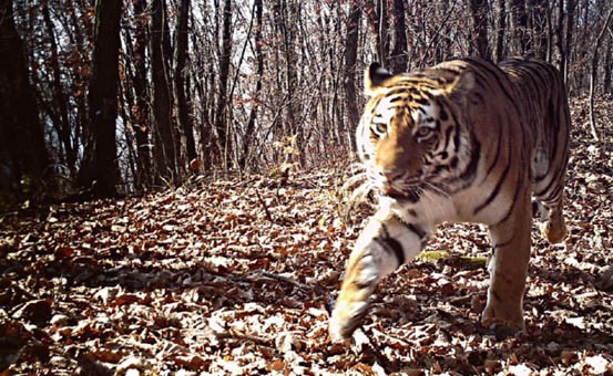 نجاح إحدى الحدائق الوطنية الصينية على إعادة توطين النمور والفهود السيبيرية البرية فيها