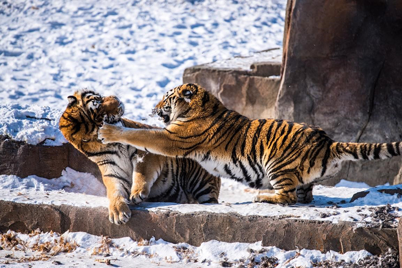 نجاح إحدى الحدائق الوطنية الصينية على إعادة توطين النمور والفهود السيبيرية البرية فيها