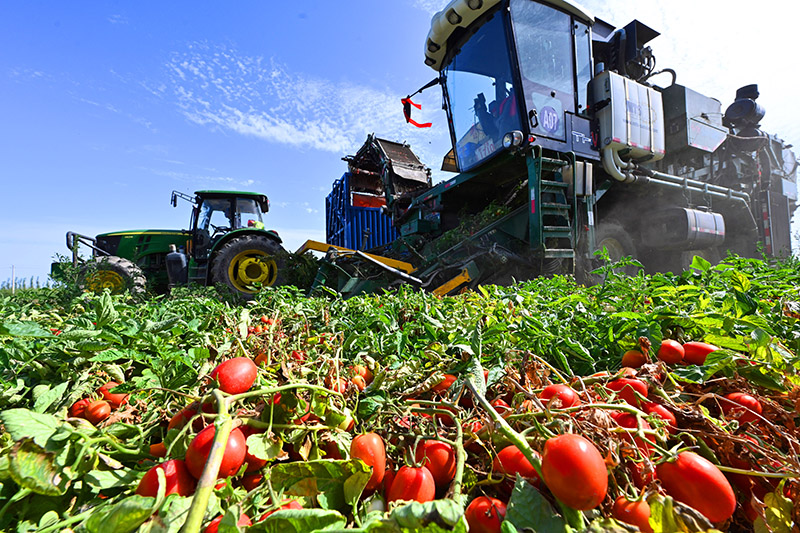 محافظة يانتشي بشينجيانغ تستقبل موسم حصاد الطماطم