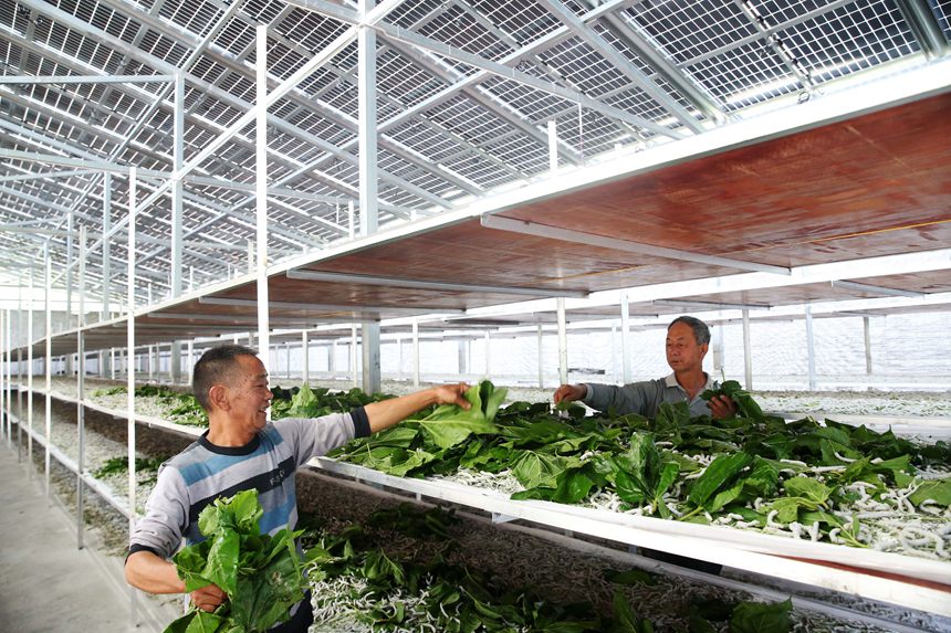 تشيانجيانغ، تشونغتشينغ: تربية دودة القز تحت السقف الكهروضوئي تساعد على ترقية الريف