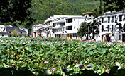 ياوشي، قرية جبلية وسط بحيرة من أزهار اللوتس