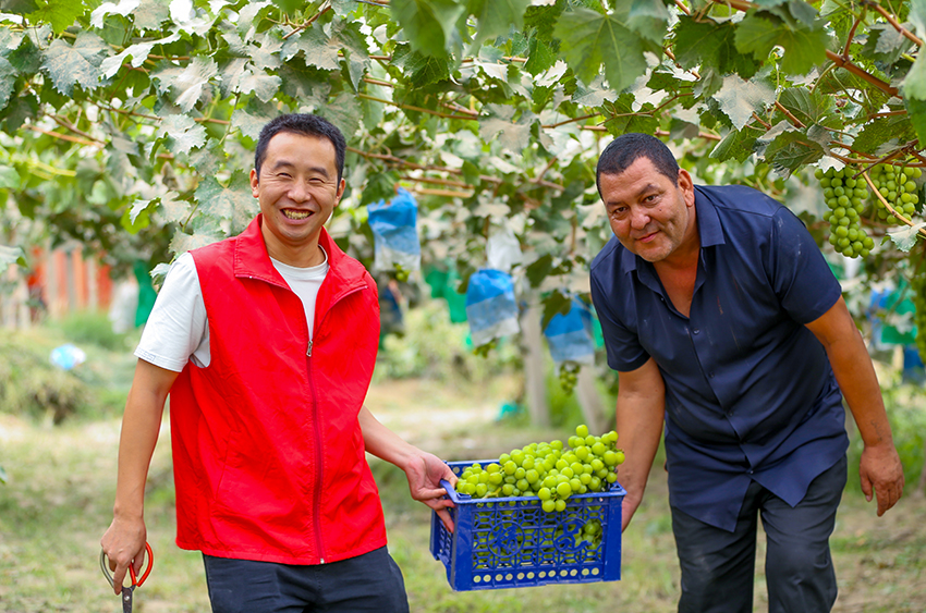 لوبو،شينجيانغ: حصاد العنب وسط فرحة المزارعين
