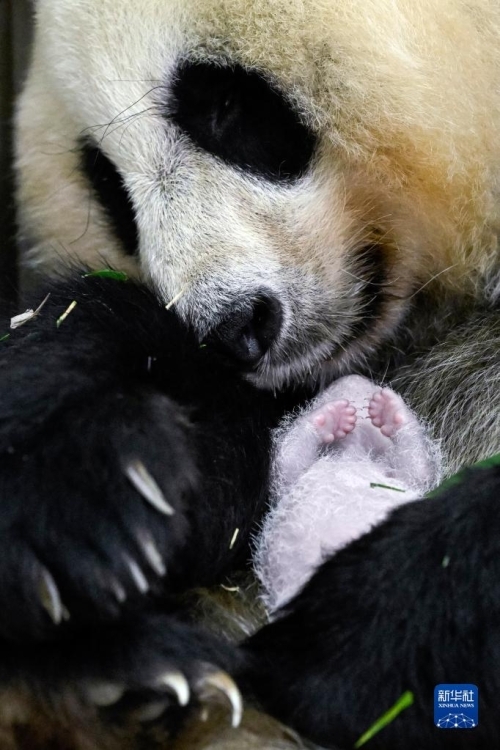 الباندا العملاقة تسوي تسوي وصغيرتها في محمية وولونغ الطبيعية