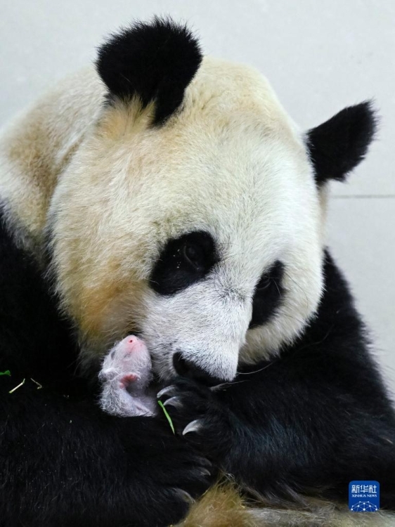 الباندا العملاقة تسوي تسوي وصغيرتها في محمية وولونغ الطبيعية