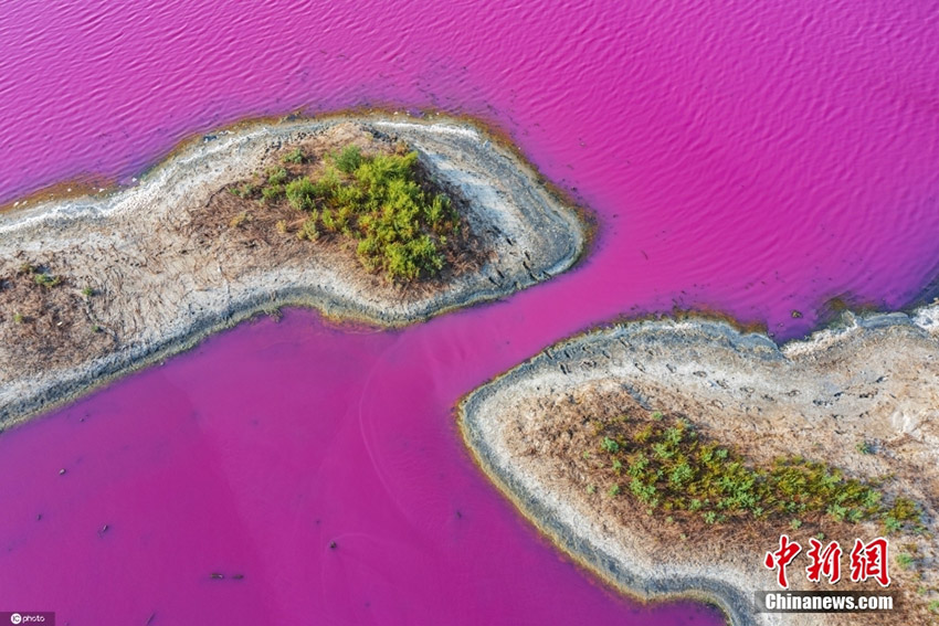 تحفة وردية ترسمها بحيرة يونتشنغ المالحة في موسم الخريف المبكر