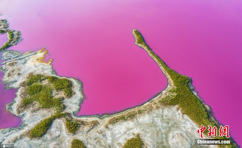 تحفة وردية ترسمها بحيرة يونتشنغ المالحة في موسم الخريف المبكر