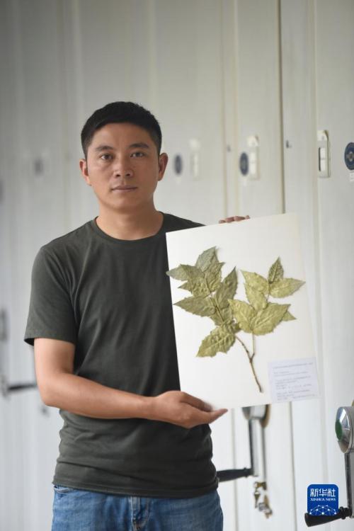بعد أكثر من قرن على اختفائها، نبتة منقرضة تظهر من جديد في هضبة تشينغهاي-التبت