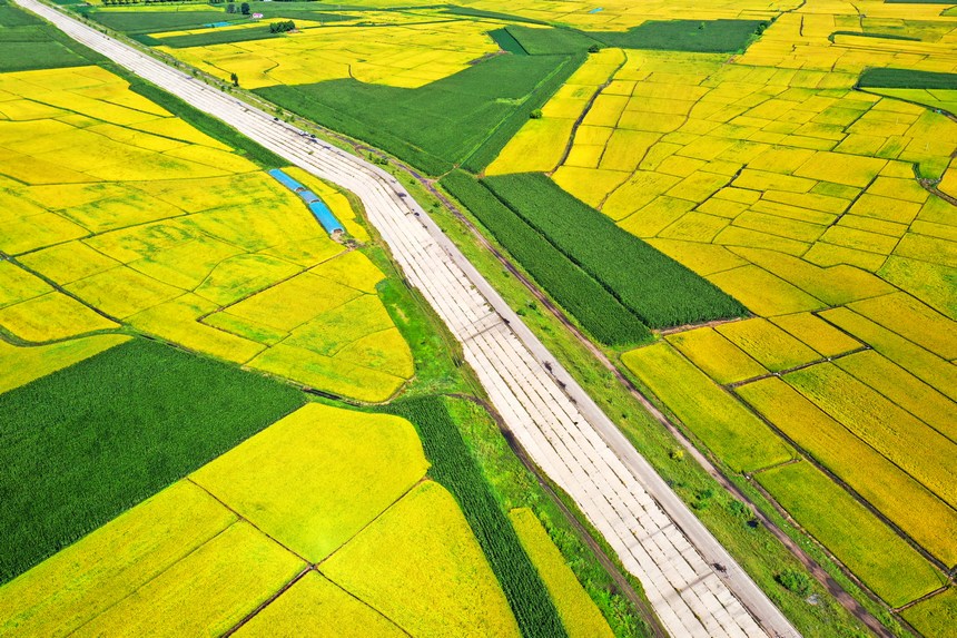 حقول الأرز في هيلونغجيانغ تدخل موسم الحصاد