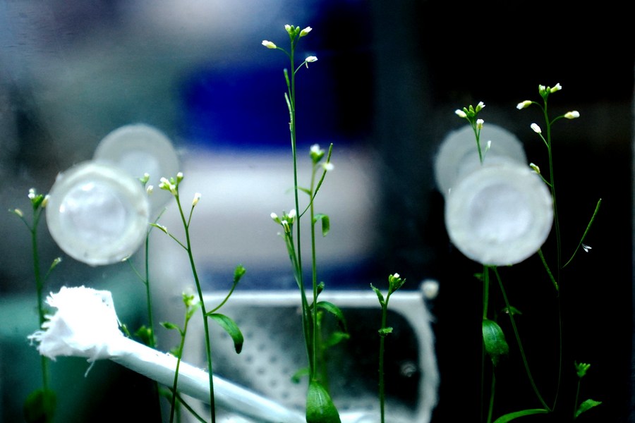 النباتان المزروعان في المختبر الفضائي الصيني ينموان بشكل جيد