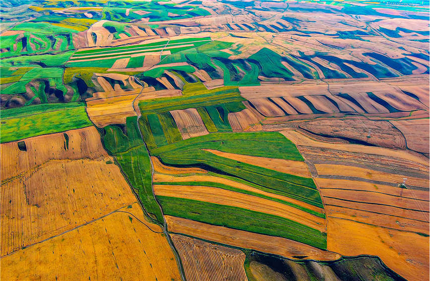 الأراضي الزراعية في تكسي، شينجيانغ .. زخرفة ملونة مصممة طبيعياً