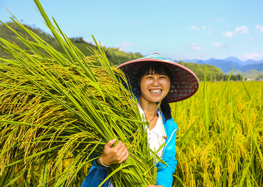 تشونان، تشجيانغ: الأرز العملاق ينعم بحصاد وفير