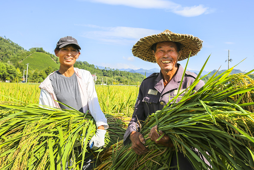 تشونان، تشجيانغ: الأرز العملاق ينعم بحصاد وفير