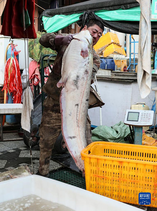 فويوان، أكبر سوق لأسماك المياه العذبة في هيلونغجيانغ