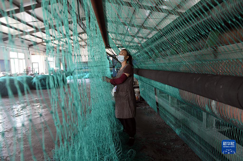 نسج شباك الصيد الصغيرة مصدر ثراء القرويين في شاندونغ