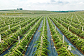 ناننينغ توظف التكنولوجيا لتطوير زراعة فاكهة التنين