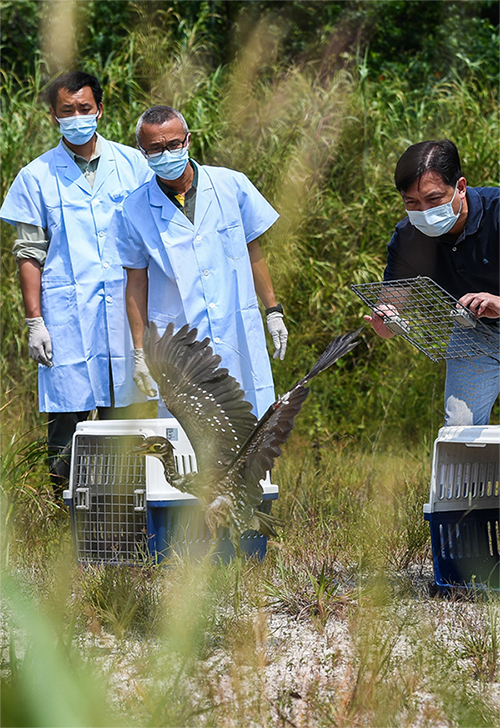 قوانغدونغ: الطائر الغامض يعود للبرية بعد العلاج