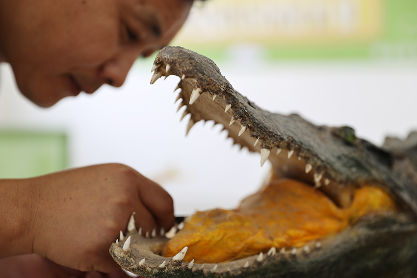 شاب صيني يصنع مجسمات الحيوانات للتوعية بحماية التنوع الطبيعي
