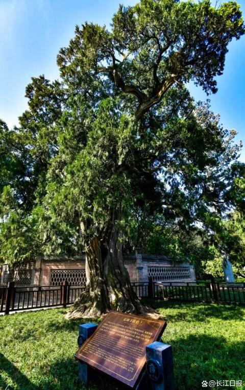 الوحيدة في الصين ..  5 أشجار يزيد أعمارها عن 5 آلاف عام في شنشي