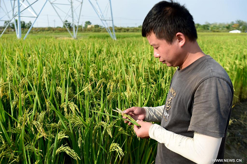 الأرز الموفر للمياه والمقاوم للجفاف يحقق إنتاجا مستقرا ويخفف انبعاثات الكربون