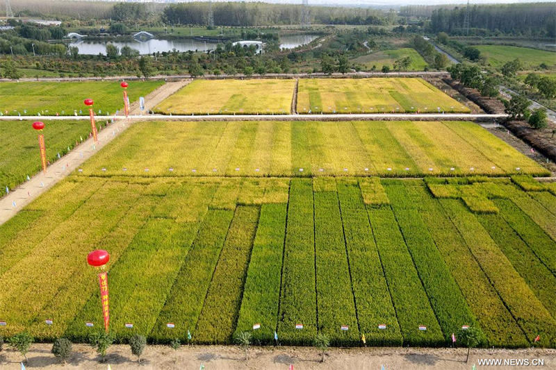 الأرز الموفر للمياه والمقاوم للجفاف يحقق إنتاجا مستقرا ويخفف انبعاثات الكربون
