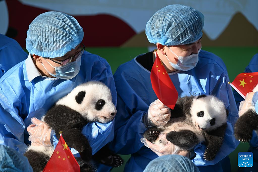 لأول مرة هذا العام.. حفل لقاء أشبال الباندا العملاقة حديثي الولادة مع محبيهم في تشنغدو