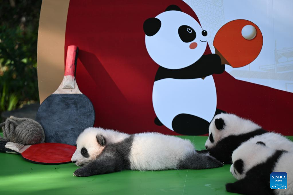 لأول مرة هذا العام.. حفل لقاء أشبال الباندا العملاقة حديثي الولادة مع محبيهم في تشنغدو