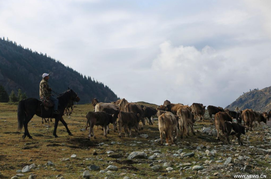 نقل الأبقار من المناطق الجبلية إلى السهول في منطقة شينجيانغ الصينية