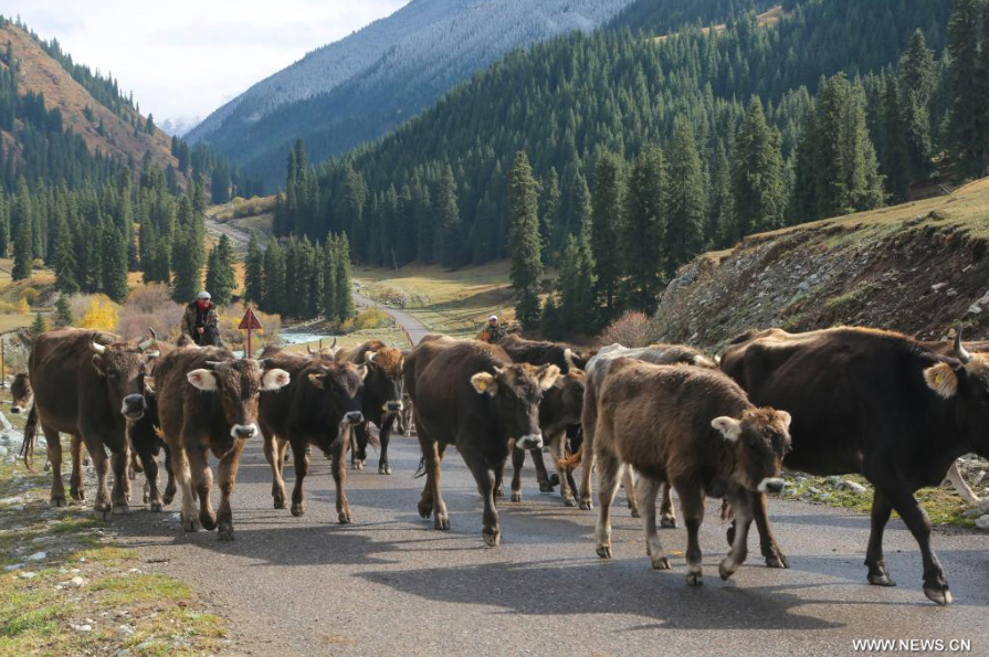 نقل الأبقار من المناطق الجبلية إلى السهول في منطقة شينجيانغ الصينية