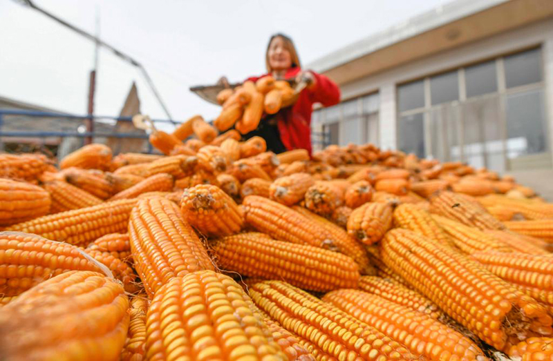 مناظر جميلة للحصاد الوفير في عموم الصين