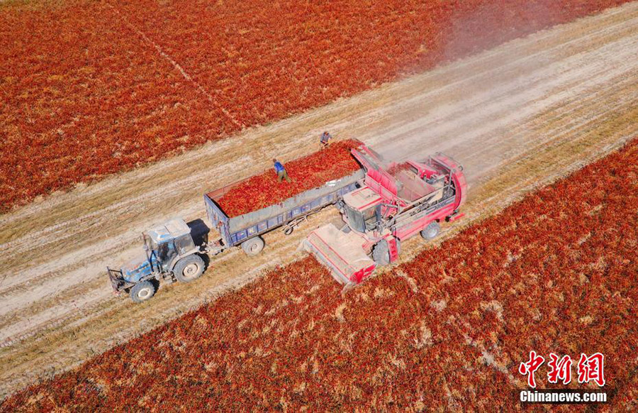 منظر مذهل للحصاد الميكانيكي للفلفل في شينجيانغ  