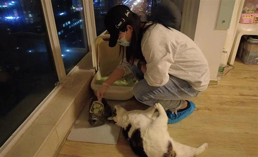 700 دولار في الأسبوع للعمل في رعاية القطط في الصين