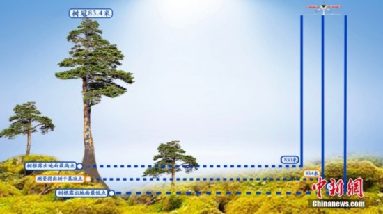 بيانات محدثة تشير إلى أن ارتفاع أطول شجرة بالصين يبلغ 83.4 متر
