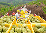 قوانغشي .. أكبر مقاطعة منتجة للفواكه في الصين 
