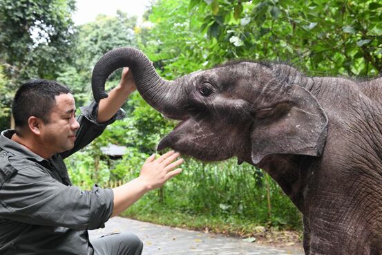 يوننان الصينية تعزز أعمال إنقاذ وحماية الأفيال الآسيوية