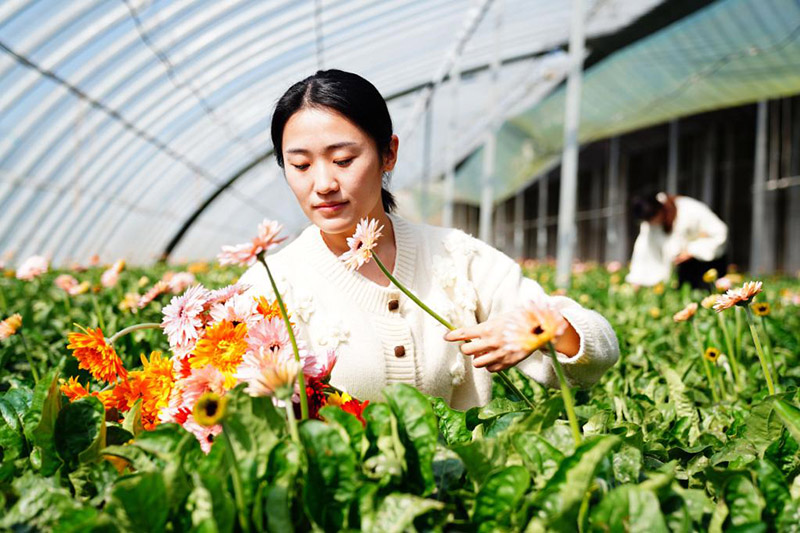 الصورة: صناعة الزهور الطبيعية تدفع النهضة الريفية بمقاطعة شاندونغ في شرقي الصين