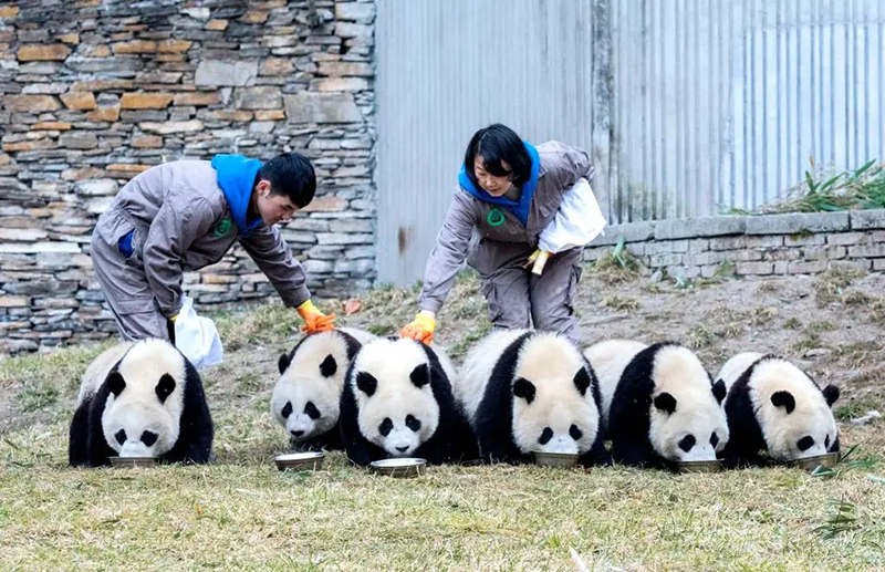 ارتفاع عدد حيوانات الباندا العملاقة الأسيرة بالعالم إلى 673