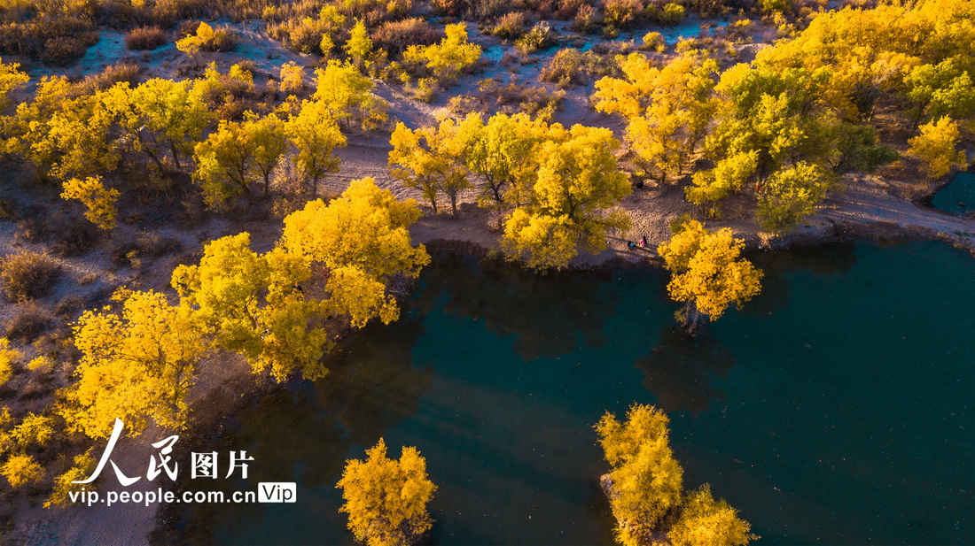 أشجار الحور في دونهوانغ تتزين باللون الذهبي