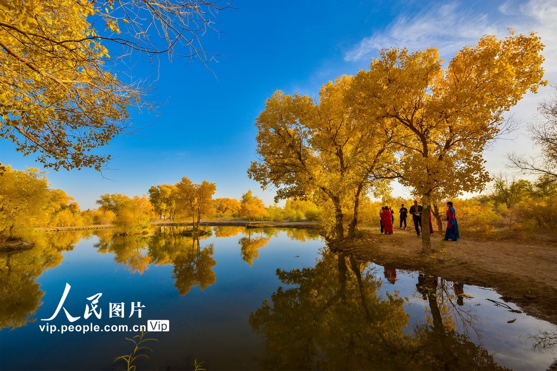 أشجار الحور في دونهوانغ تتزين باللون الذهبي