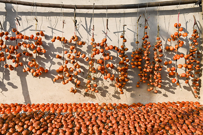يونغجي ، شانشي في أواخر الخريف: الفلاحون منشغلون في تجفيف فاكهة الكاكي 