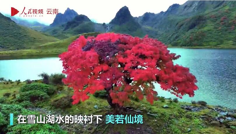عجائب الطبيعة الجميلة!  شجرة باللون 